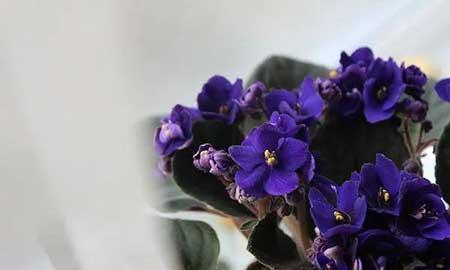 花卉养殖图片