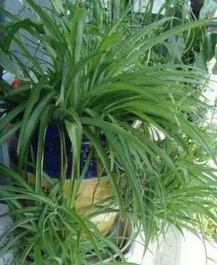 花卉养殖图片