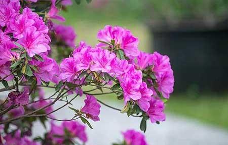 花卉养殖图片