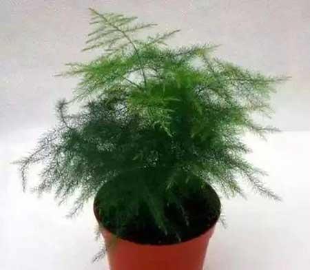 花卉养殖图片
