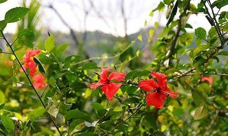 花卉养殖图片