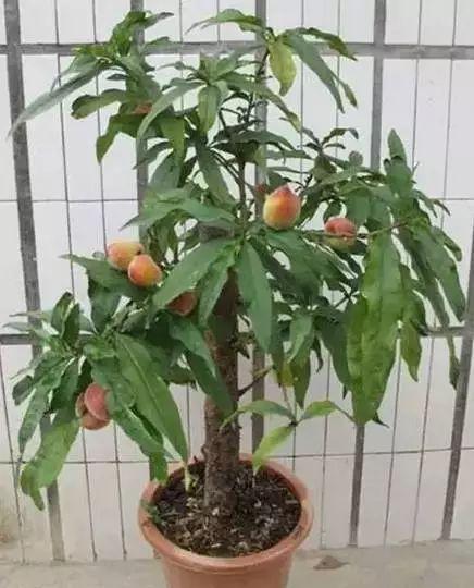 花卉养殖图片