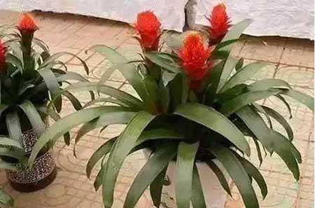 花卉养殖图片