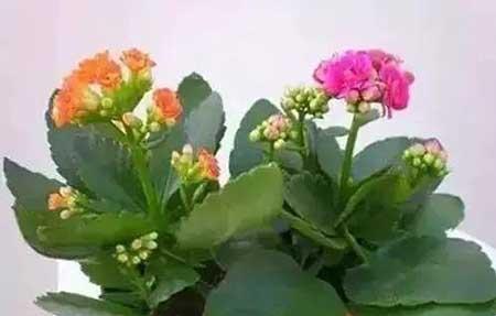 花卉养殖图片