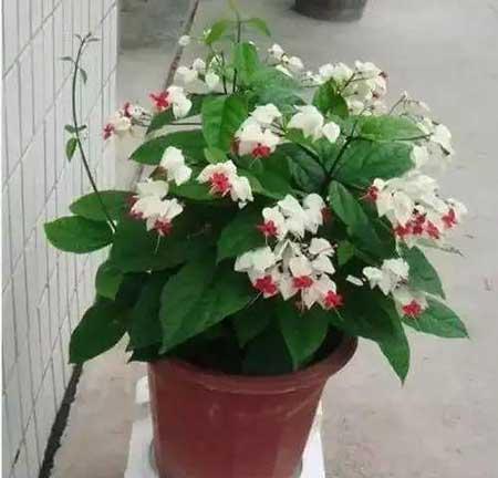 花卉养殖图片