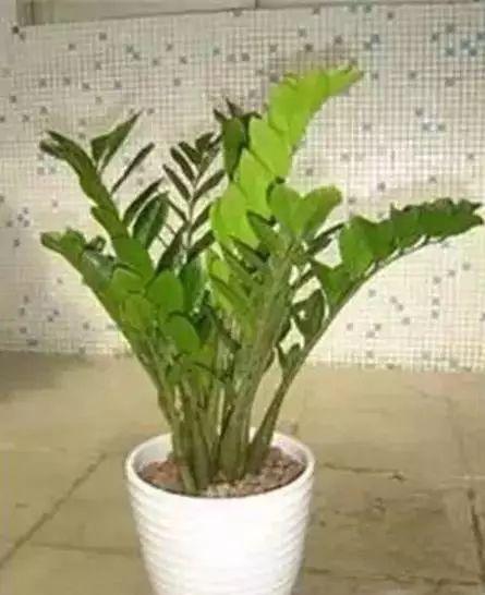 花卉养殖图片