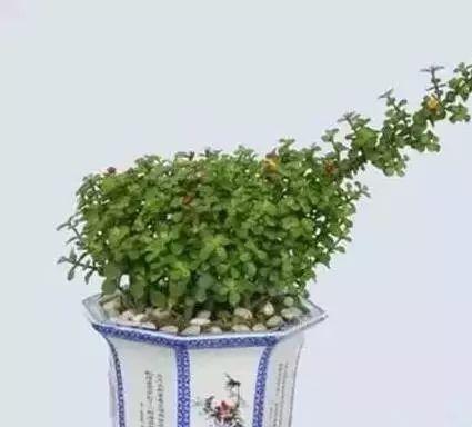 花卉养殖图片
