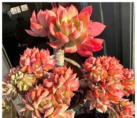 花卉养护费用标准