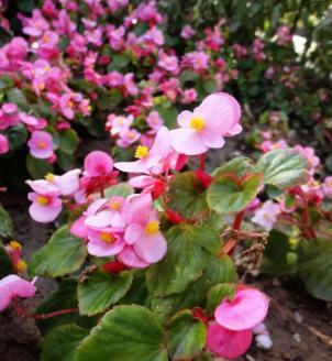 花卉四季海棠怎么养