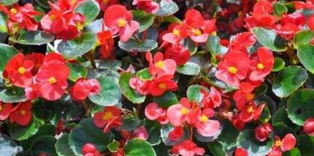 花卉四季海棠怎么养