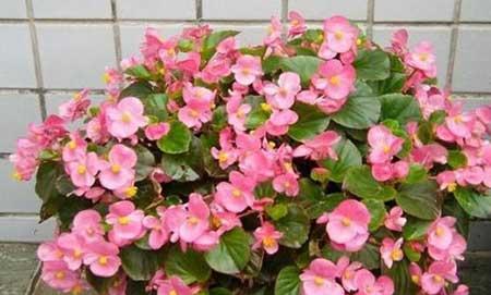 花卉四季海棠怎么养