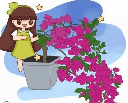 花卉三角梅的养护