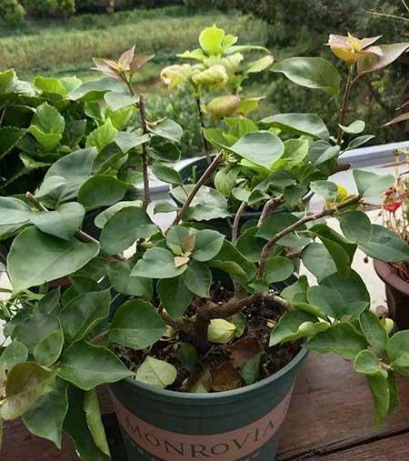 花卉三角梅的养护