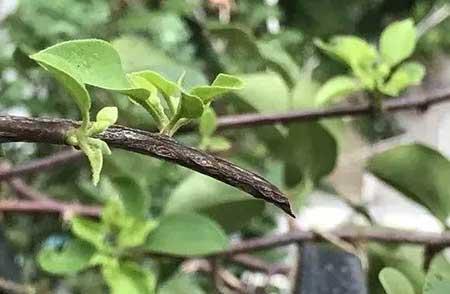 花卉三角梅的养护