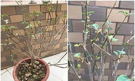 花卉三角梅的养护