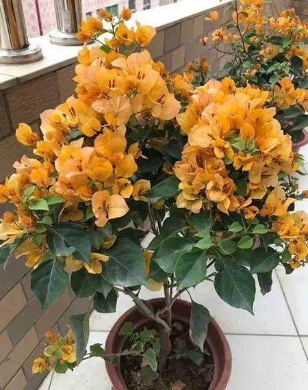 花卉三角梅的养护