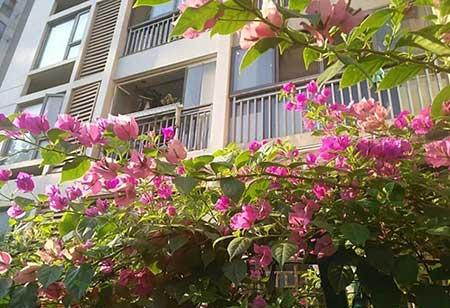 花卉三角梅的养护