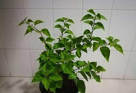 花卉三角梅的养护