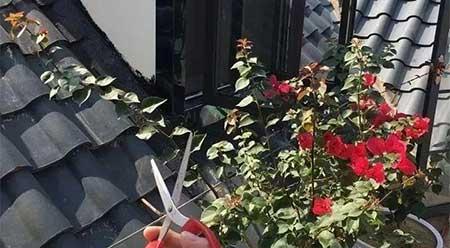 花卉三角梅的养护