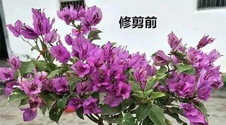 花卉三角梅的养护