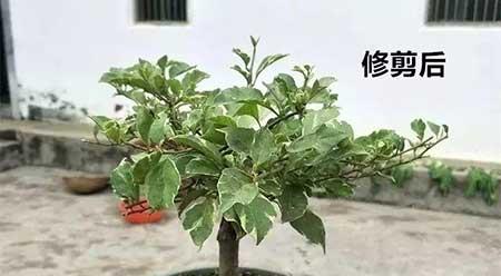 花卉三角梅的养护