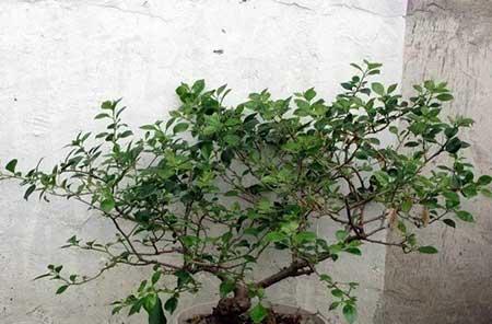 花卉三角梅的养护