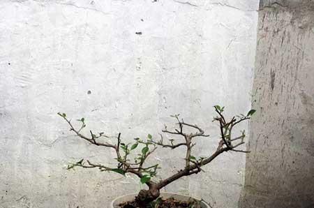 花卉三角梅的养护