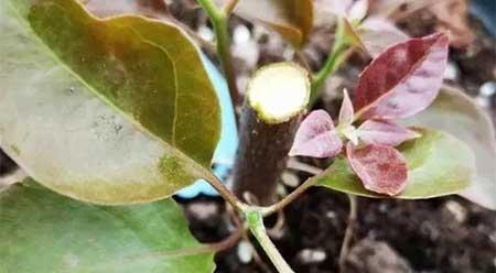 花卉三角梅的养护