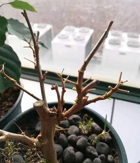 花卉三角梅的养护