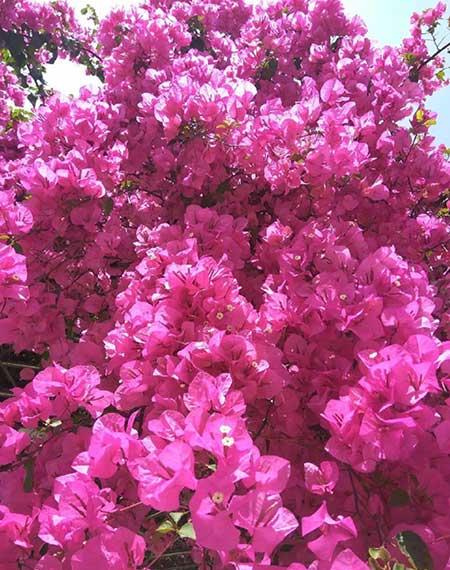 花卉三角梅的养护