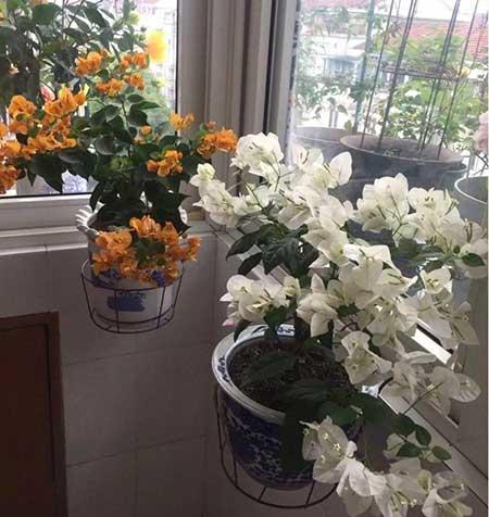 花卉三角梅的养护