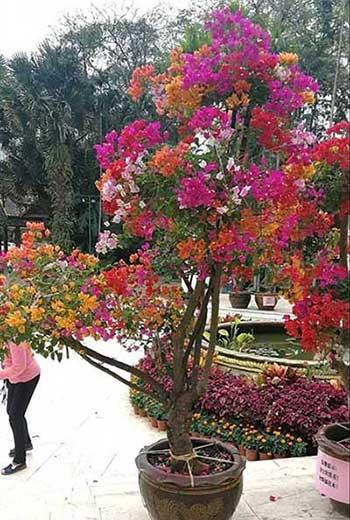 花卉三角梅的养护