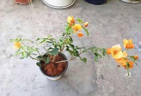 花卉三角梅的养护