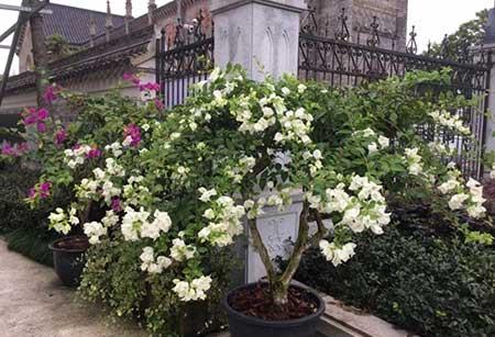 花卉三角梅的养护