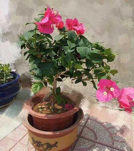 花卉三角梅的养护