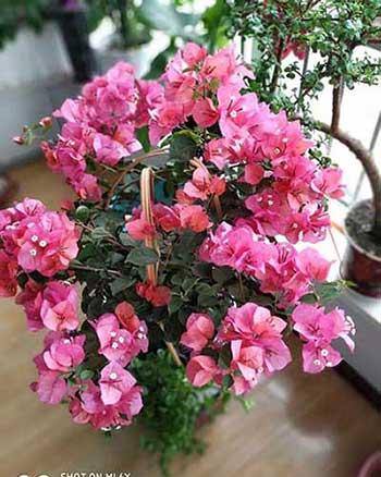 花卉三角梅的养护