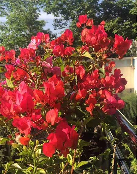 花卉三角梅的养护