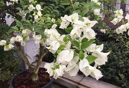 花卉三角梅的养护