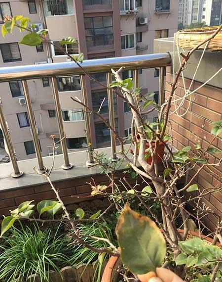 花卉三角梅的养护