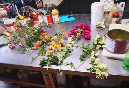 花卉三角梅的养护