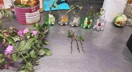 花卉三角梅的养护