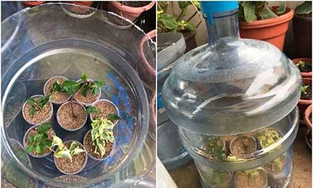 花卉三角梅的养护