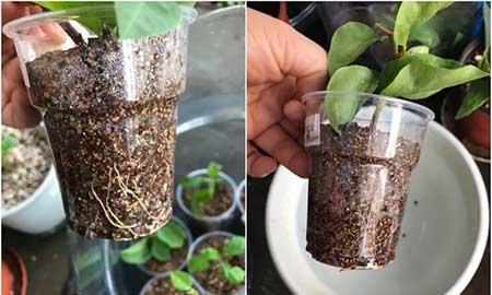 花卉三角梅的养护