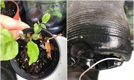 花卉三角梅的养护