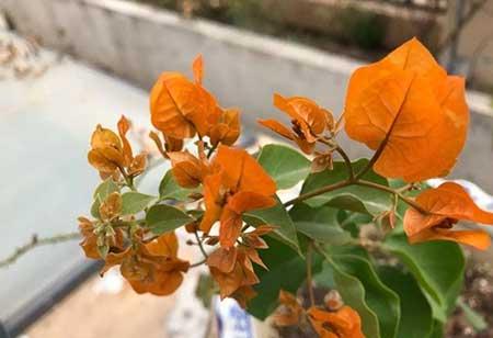 花卉三角梅的养护