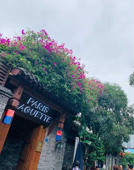 花卉三角梅的养护