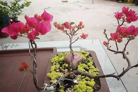 花卉三角梅的养护