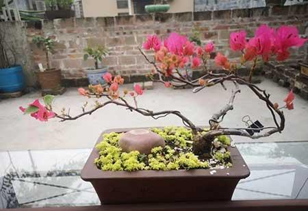 花卉三角梅的养护