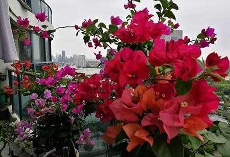 花卉三角梅的养护