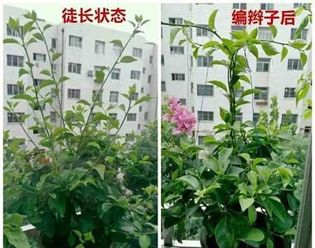 花卉三角梅的养护